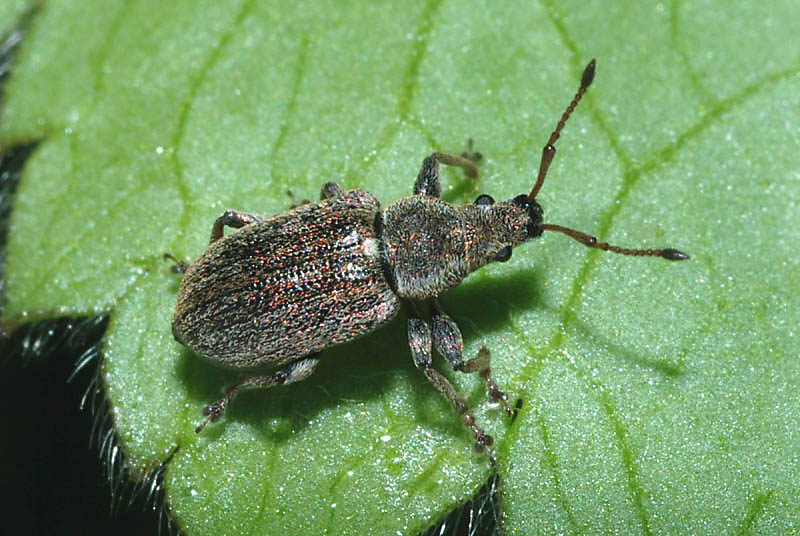 Curculionidae  da det. (Phyllobius pyri?)